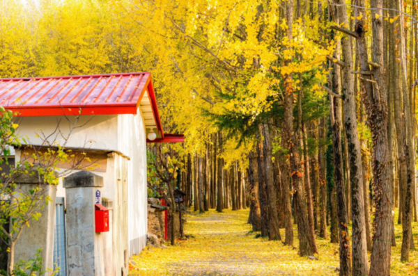경주 도리마을 가을 데이트 (주차팁 포함!) 경주 도리마을 가을 데이트 (주차팁 포함!)